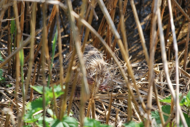 Una nutria piccola piccola